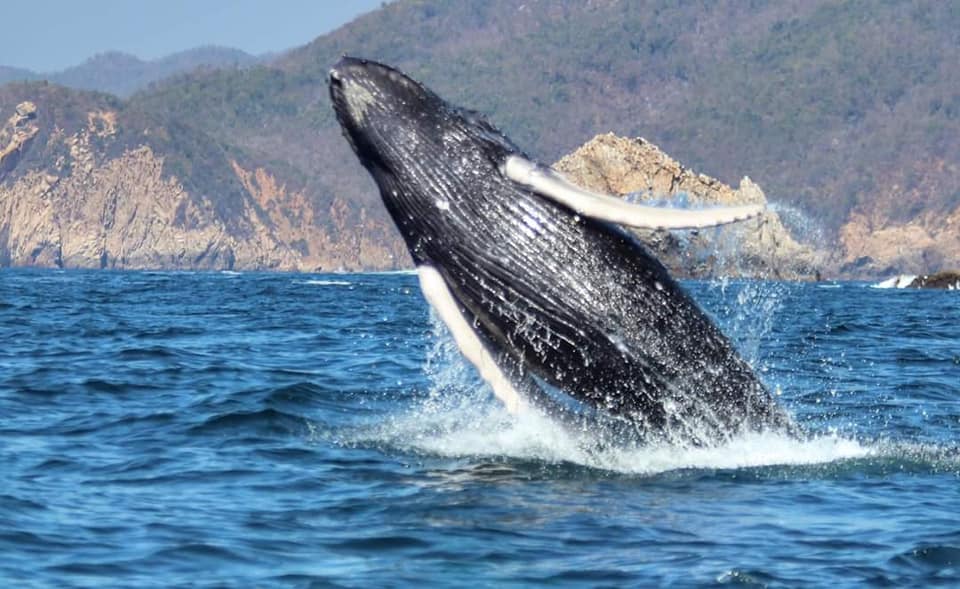 ¿En Manzanillo? No pierdas la oportunidad de ver ballenas