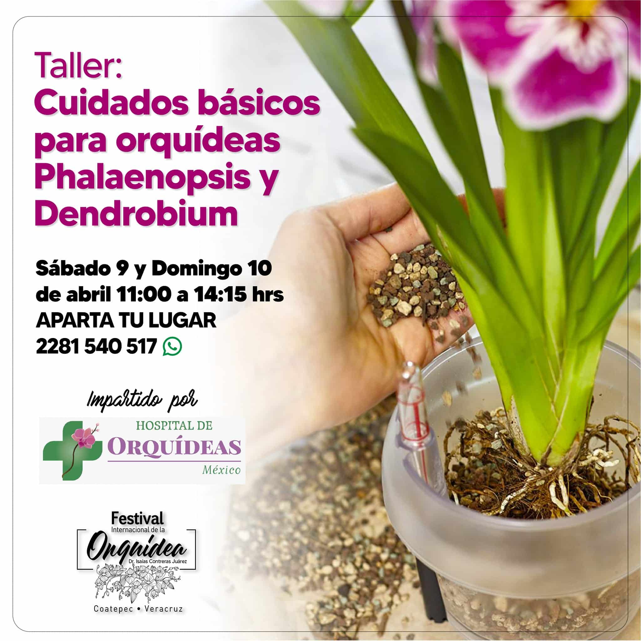 Invitación al Festival Internacional de la Orquídea.