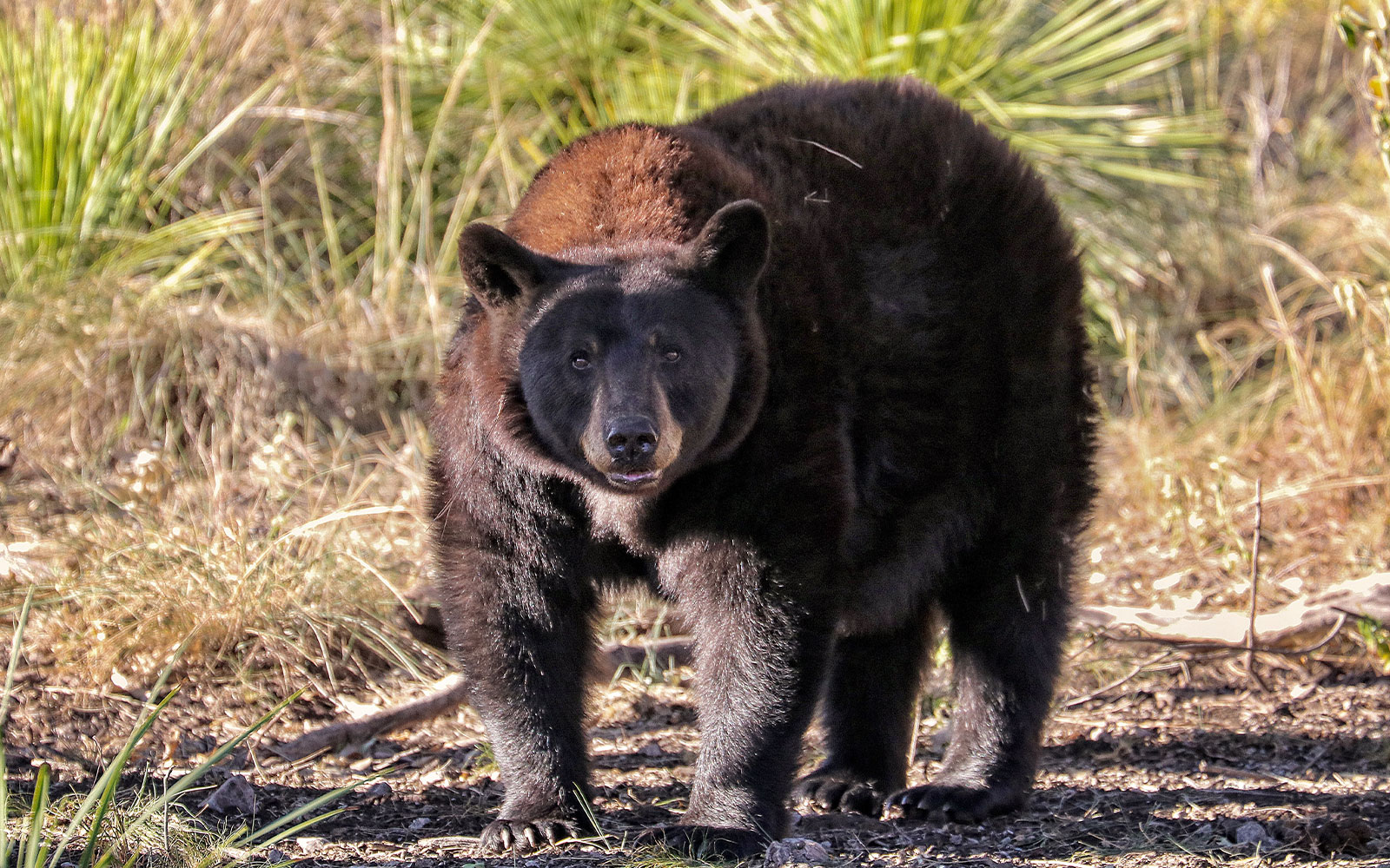 ¿Te animas a ver osos negros en su hábitat? Lánzate a Múzquiz