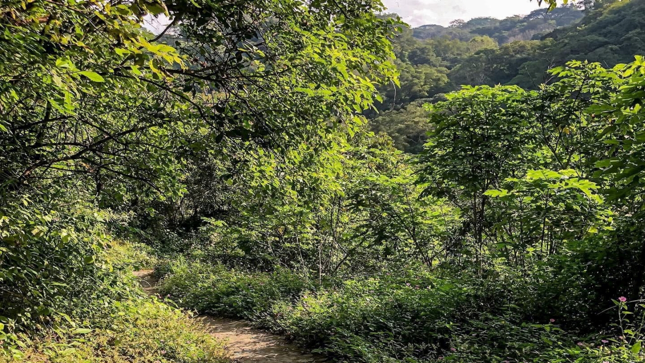 Barranca del río Suchitlán, un tesoro verde de Comala