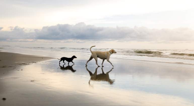playa y perros paseando