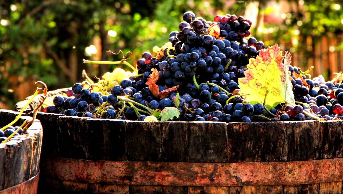 Vendimias de Guanajuato traerá a las mejores vitivinícolas
