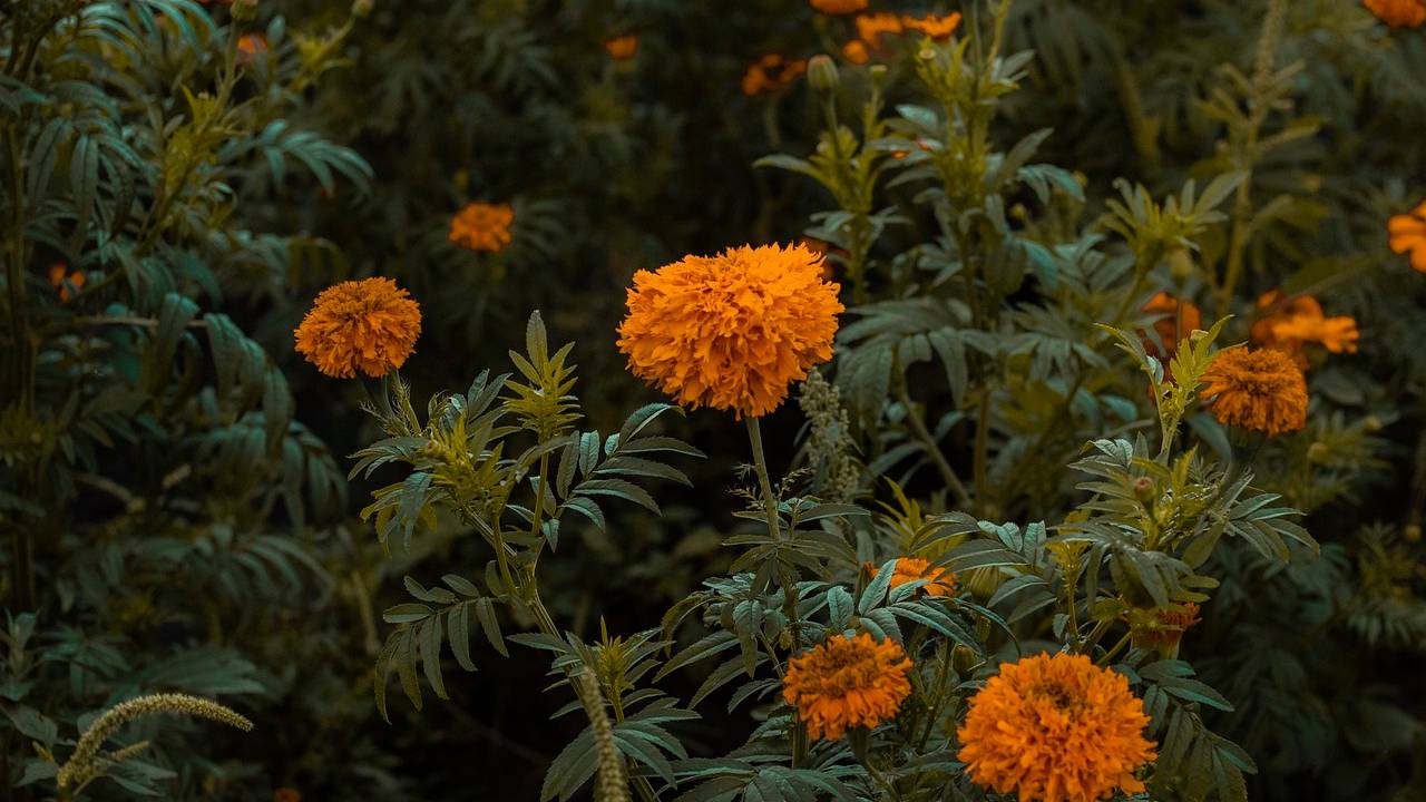 Flor de cempasúchil, leyenda y campos que tienes que conocer