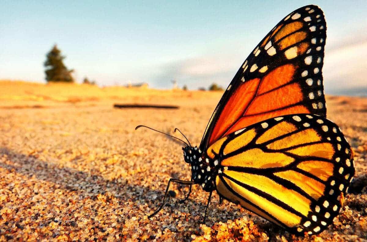 Santuarios de mariposas monarca, listos para sus visitantes