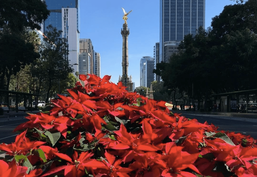 El Festival de Flores de Nochebuena da el inicio a la Navidad en la CDMX