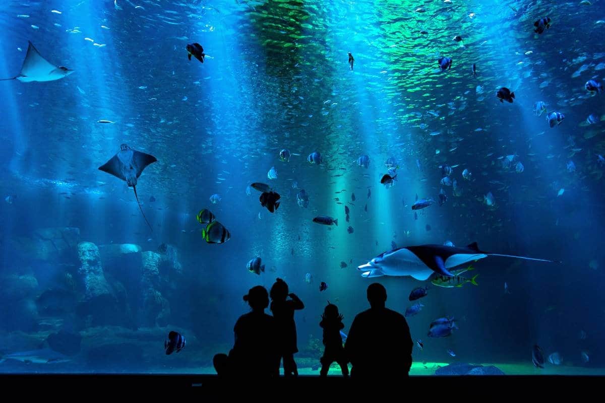 Acuario Parque Tepeyac