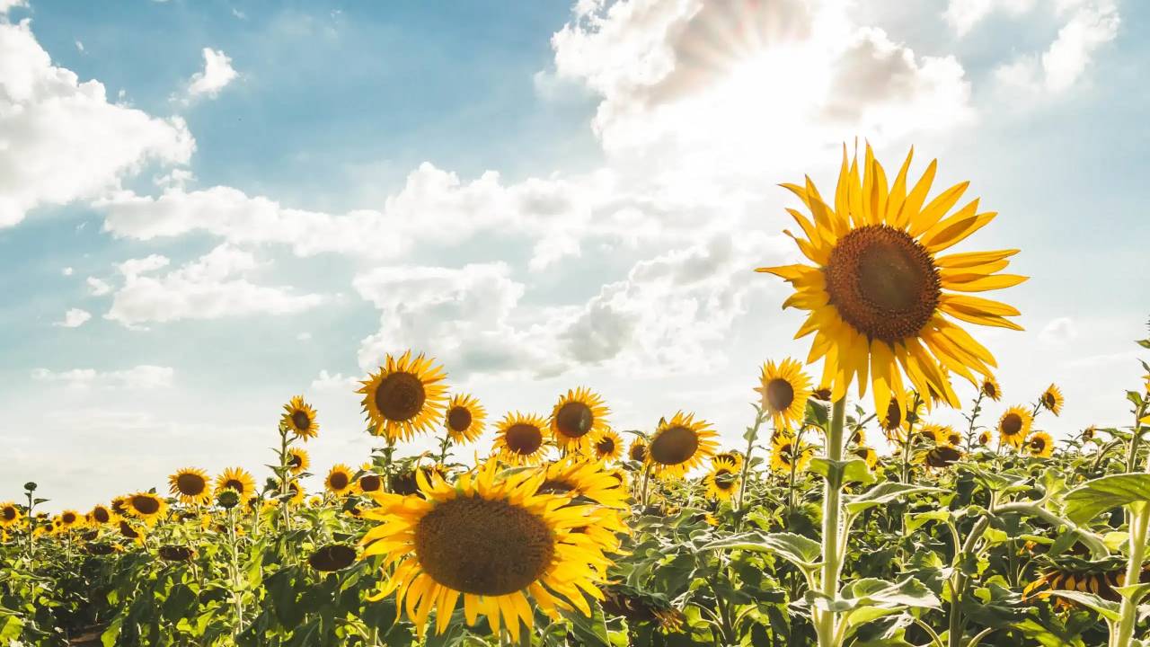Maravillas doradas: lánzate a admirar estos campos de girasoles