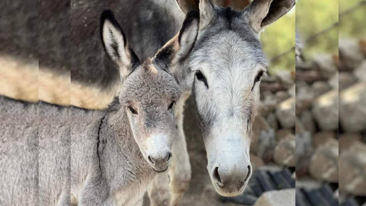 Rancho la Esperanza, un santuario para burritos en Tlaxcala