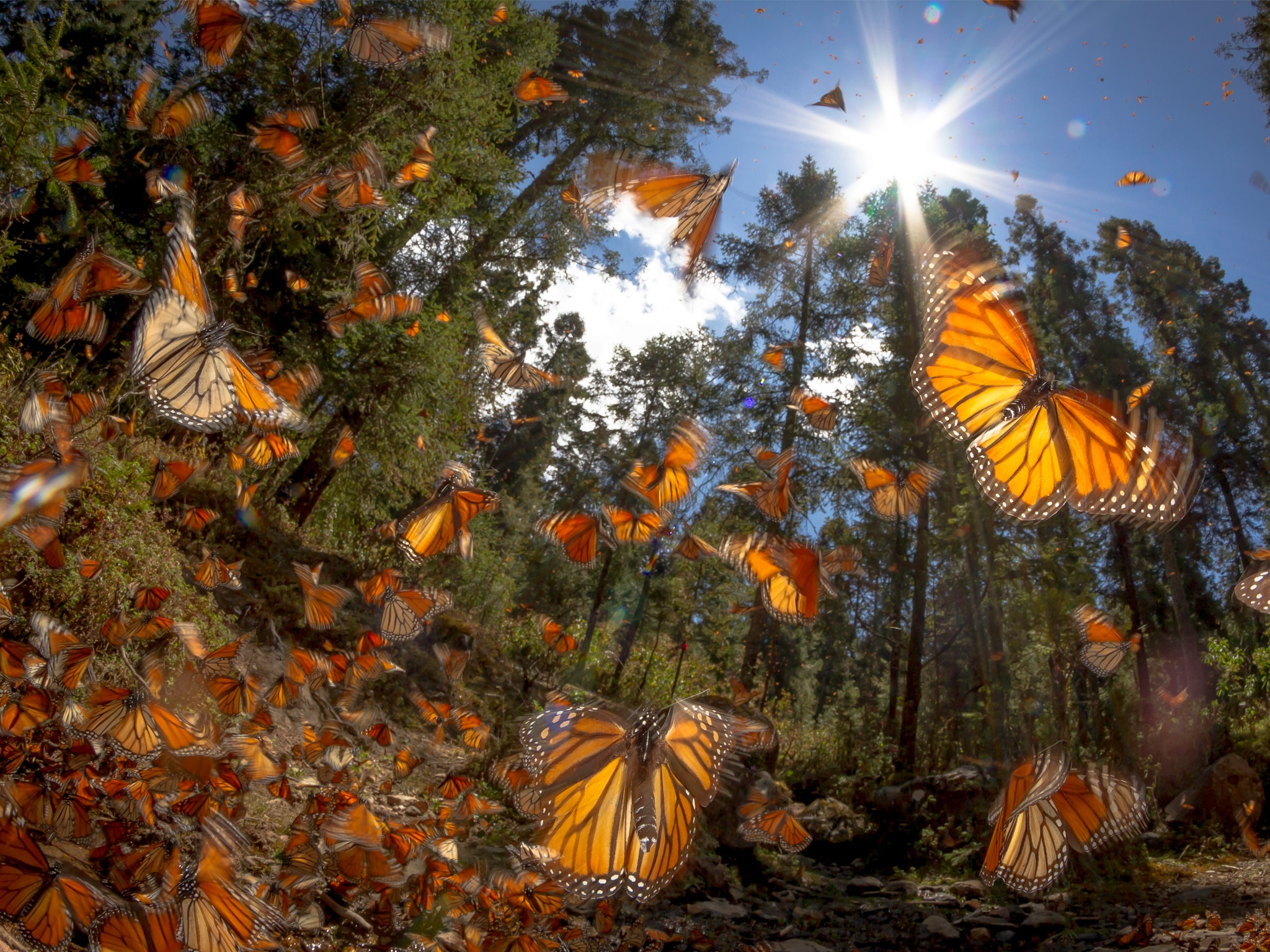 ¿Cuándo abrirán los santuarios de mariposas monarca? Te decimos