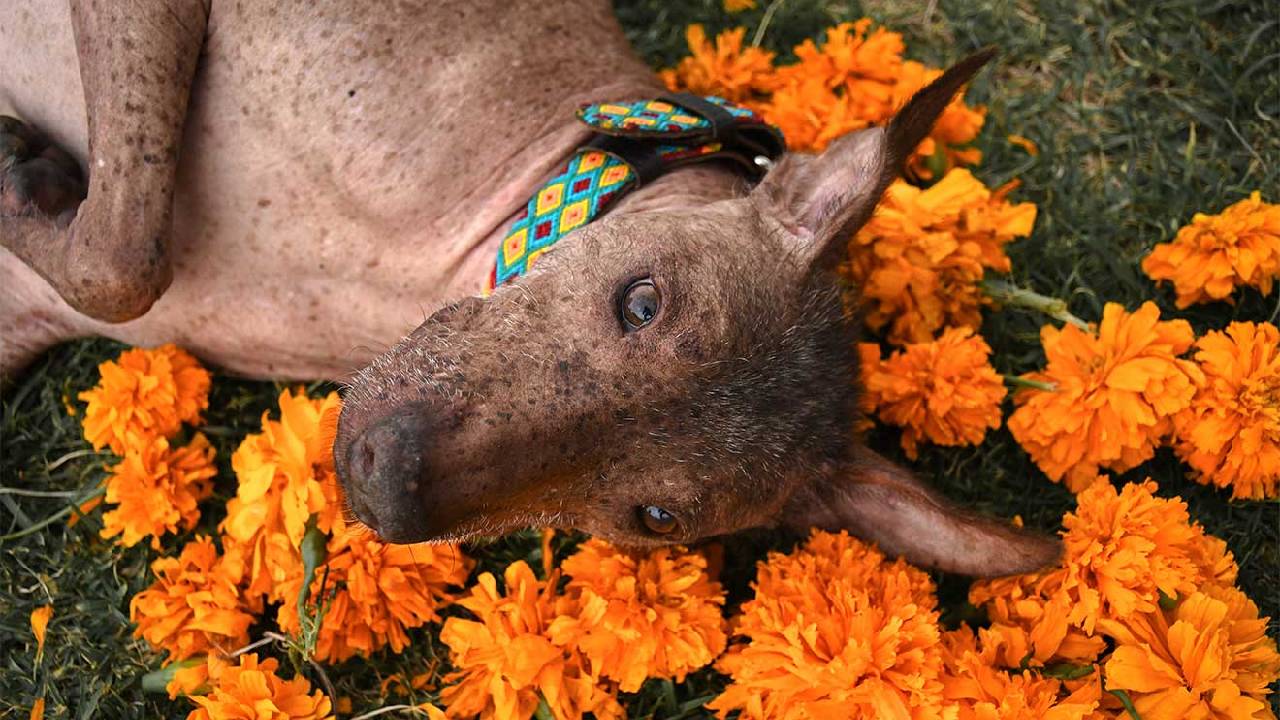 Xoloitzcuintle, el eterno guía hacia el Mictlán