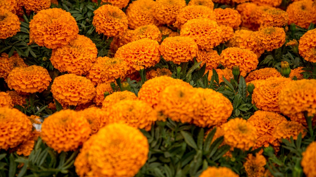 ¿Cuál es la leyenda de la flor de cempasúchil?