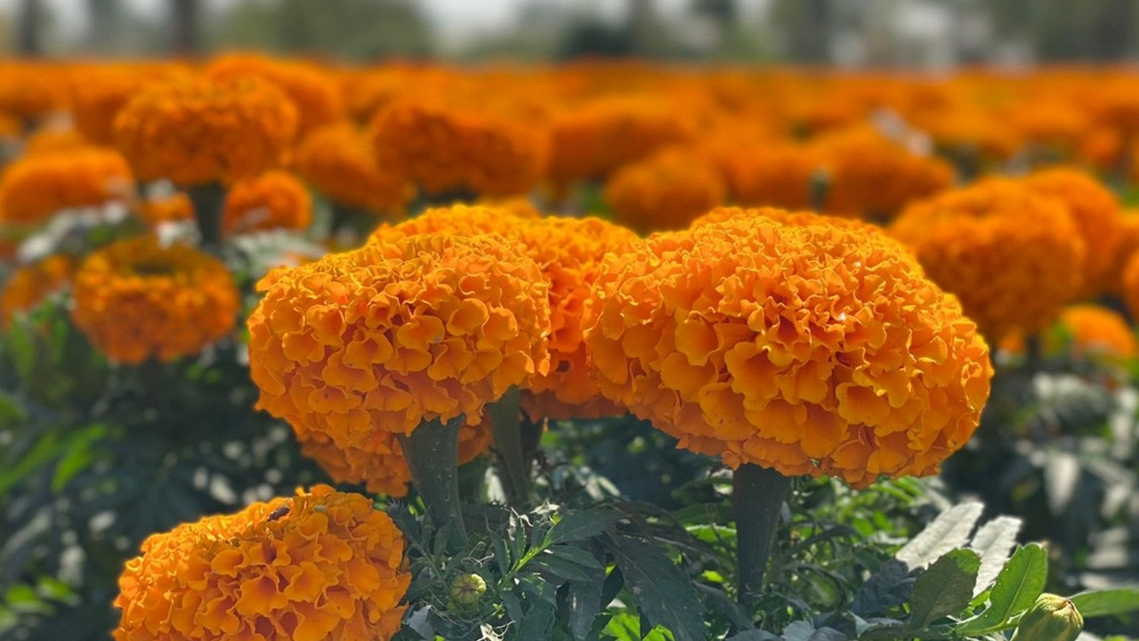 ¡Lánzate a Reforma al Festival de las Flores de Cempasúchil!