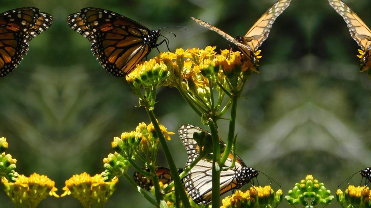 ¿Cuándo abrirán los santuarios de mariposas monarca? Te decimos