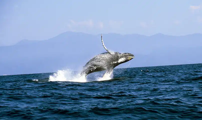 Llega a Puerto Vallarta ‘Nado por las Ballenas’, en pro de la conservación