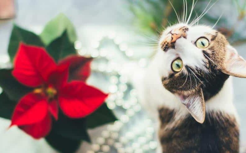 La flor de nochebuena puede ser tóxica para tus mascotas