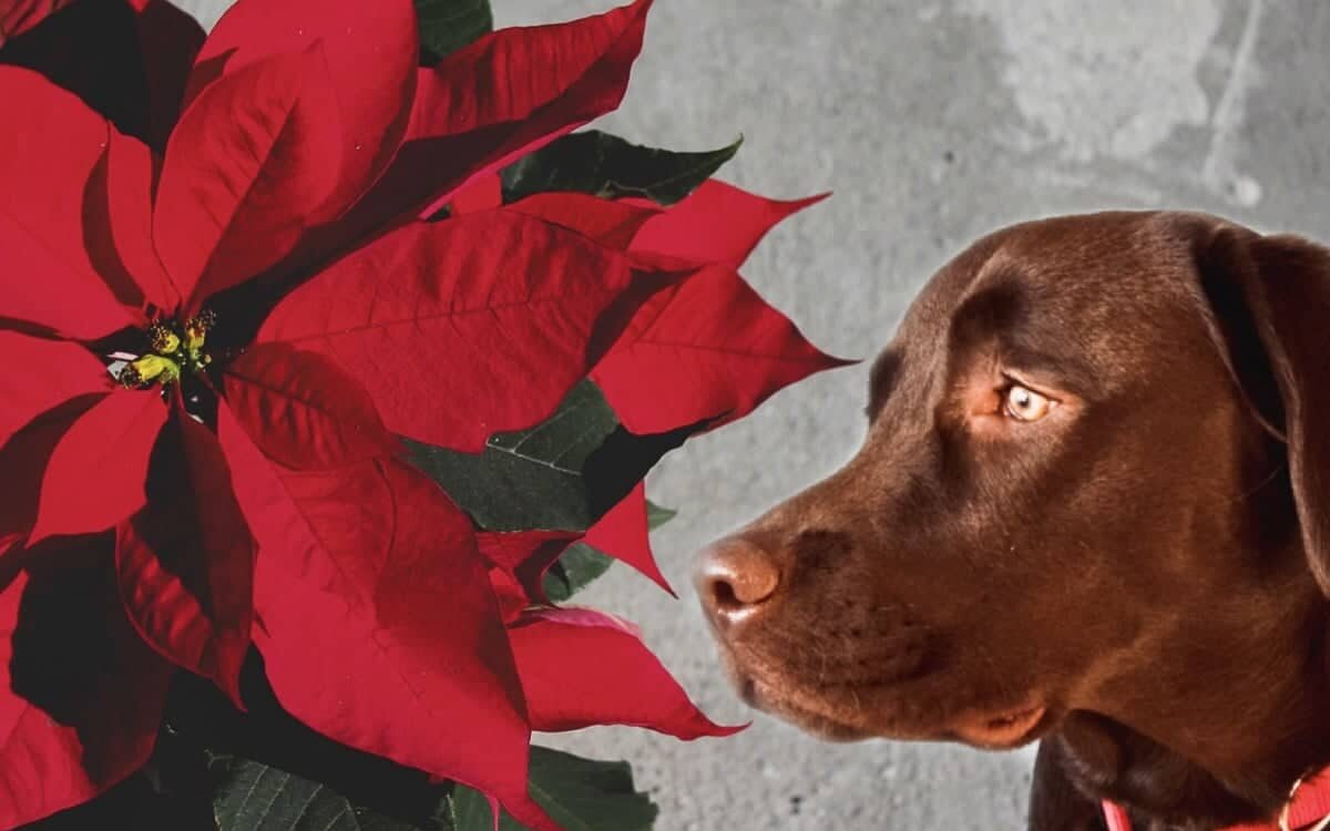 La flor de nochebuena puede ser tóxica para tus mascotas