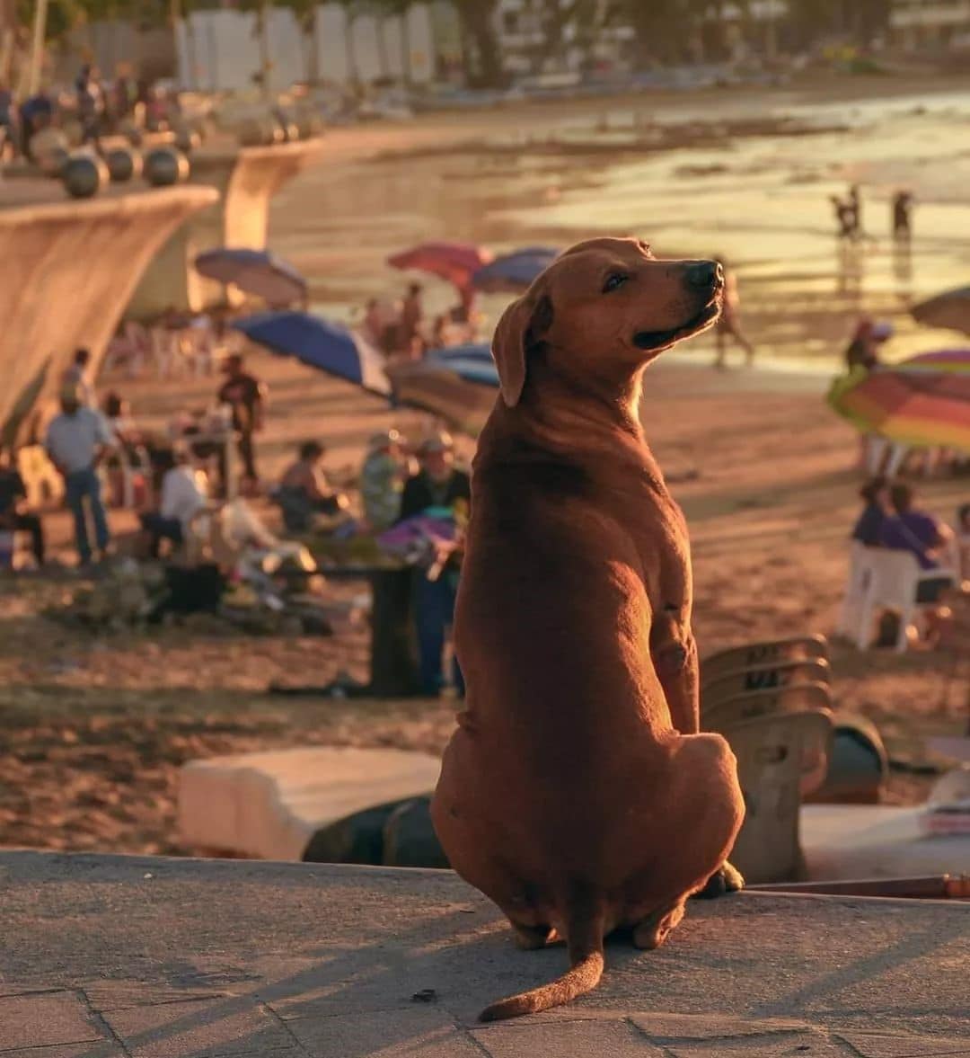 Tres playas ‘dog friendly’ para salir con tu perro de vacaciones