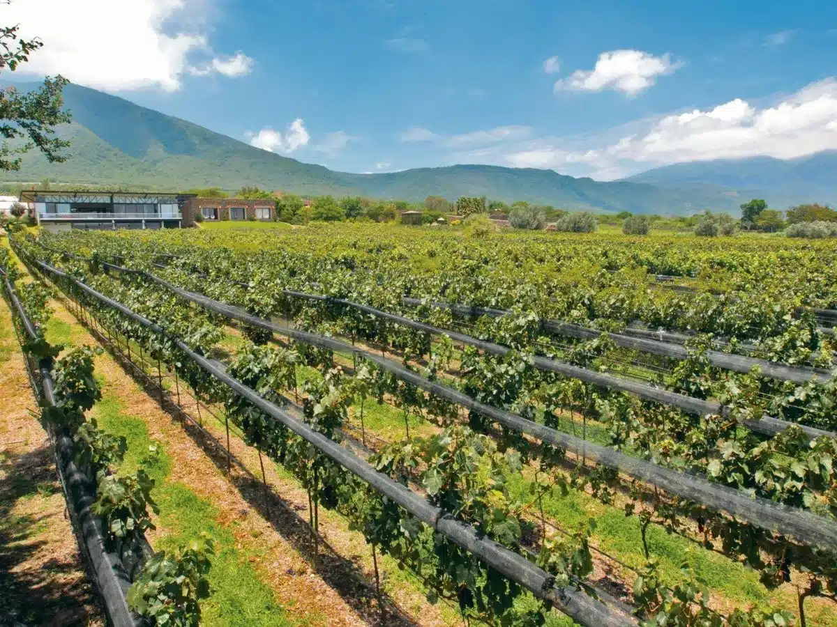 vinos de Jalisco