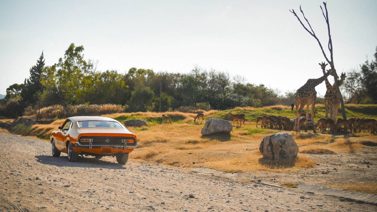 ¿Cómo llegar a Africam Safari?