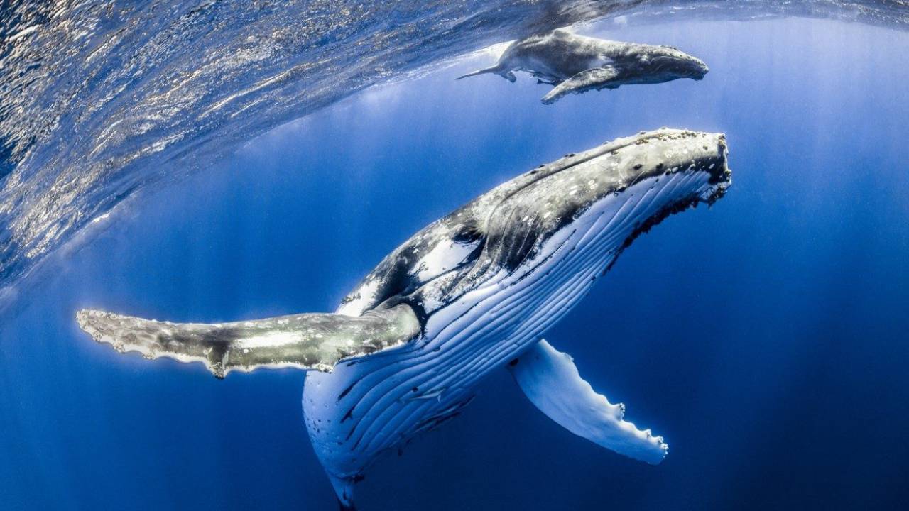 Celebra la grandeza marina en el Día Mundial de las Ballenas