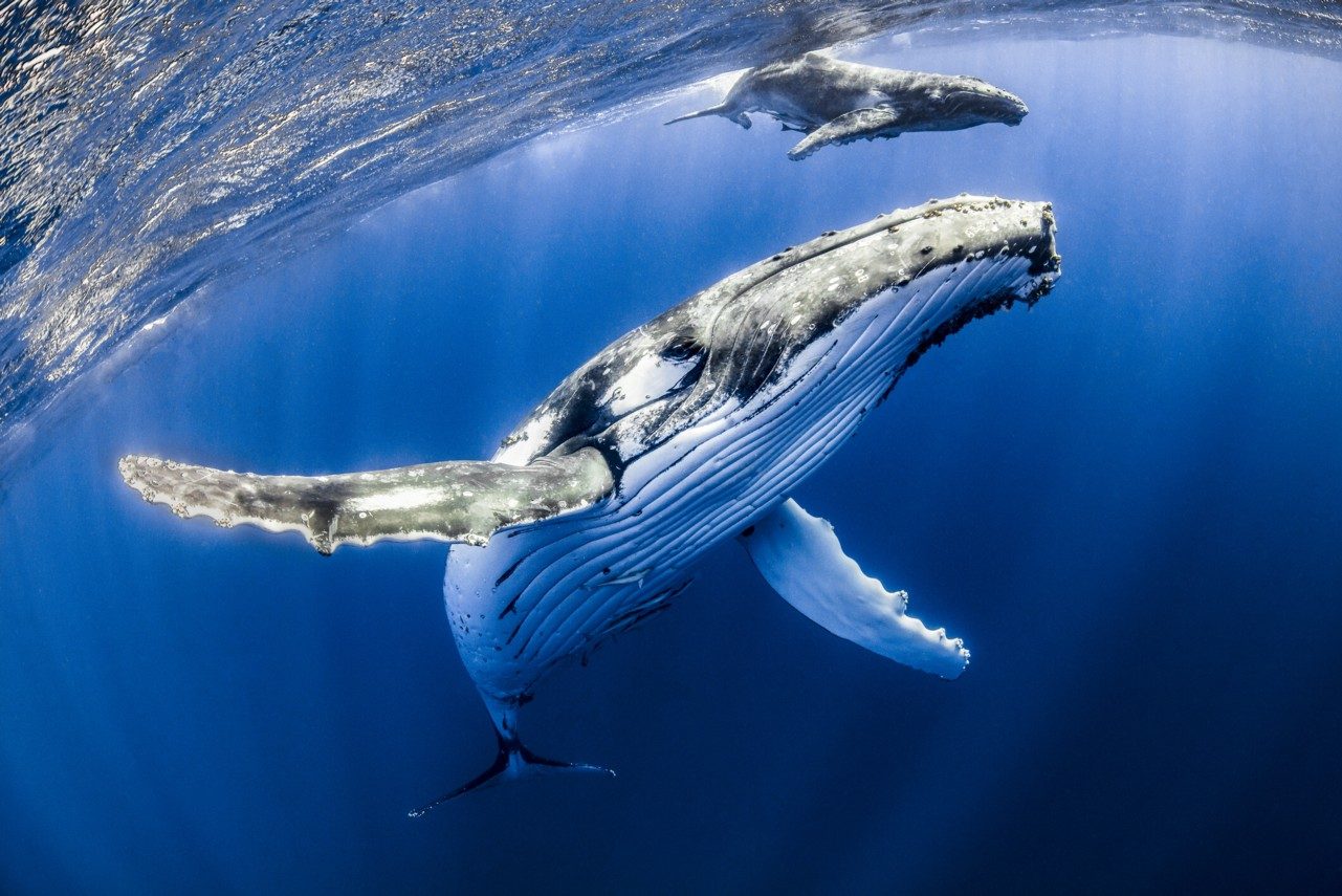 Celebra la grandeza marina en el Día Mundial de las Ballenas