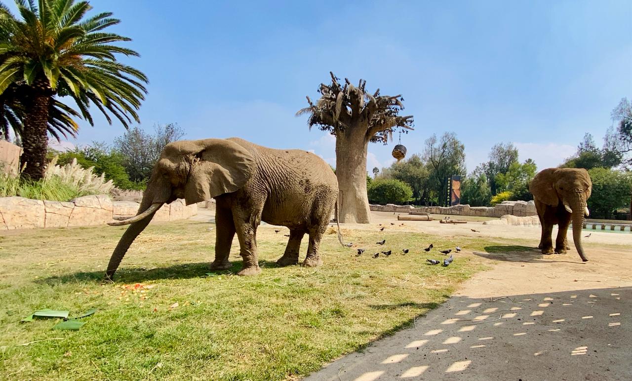 ‘Ely’ y ‘Gipsy’, las elefantas que podrás visitar en el zoológico de Aragón