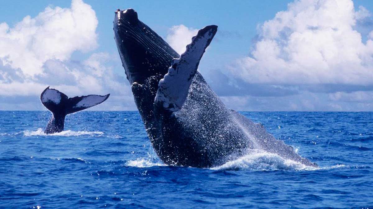 Celebremos el Día Mundial de las Ballenas y Delfines
