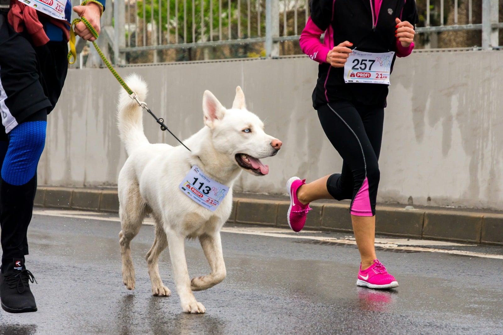 ¡Corre con tu ‘Milaneso’ en el Maratón Canino!