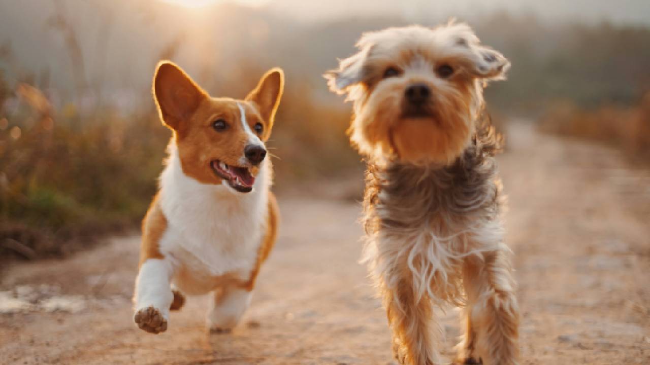 RUAC: ¿Cómo funciona el Registro Único de Animales de Compañía?