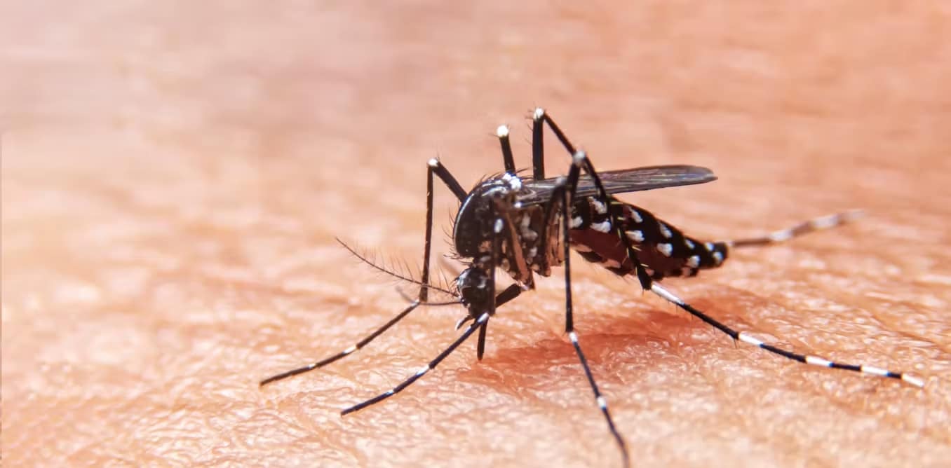 Dengue: ¿qué es y como prevenirlo?