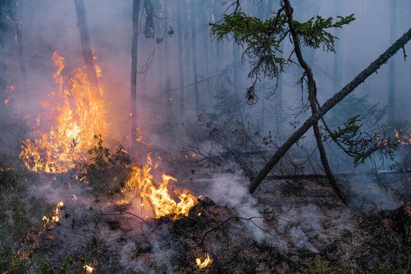 ¿Como prevenir incendios forestales?