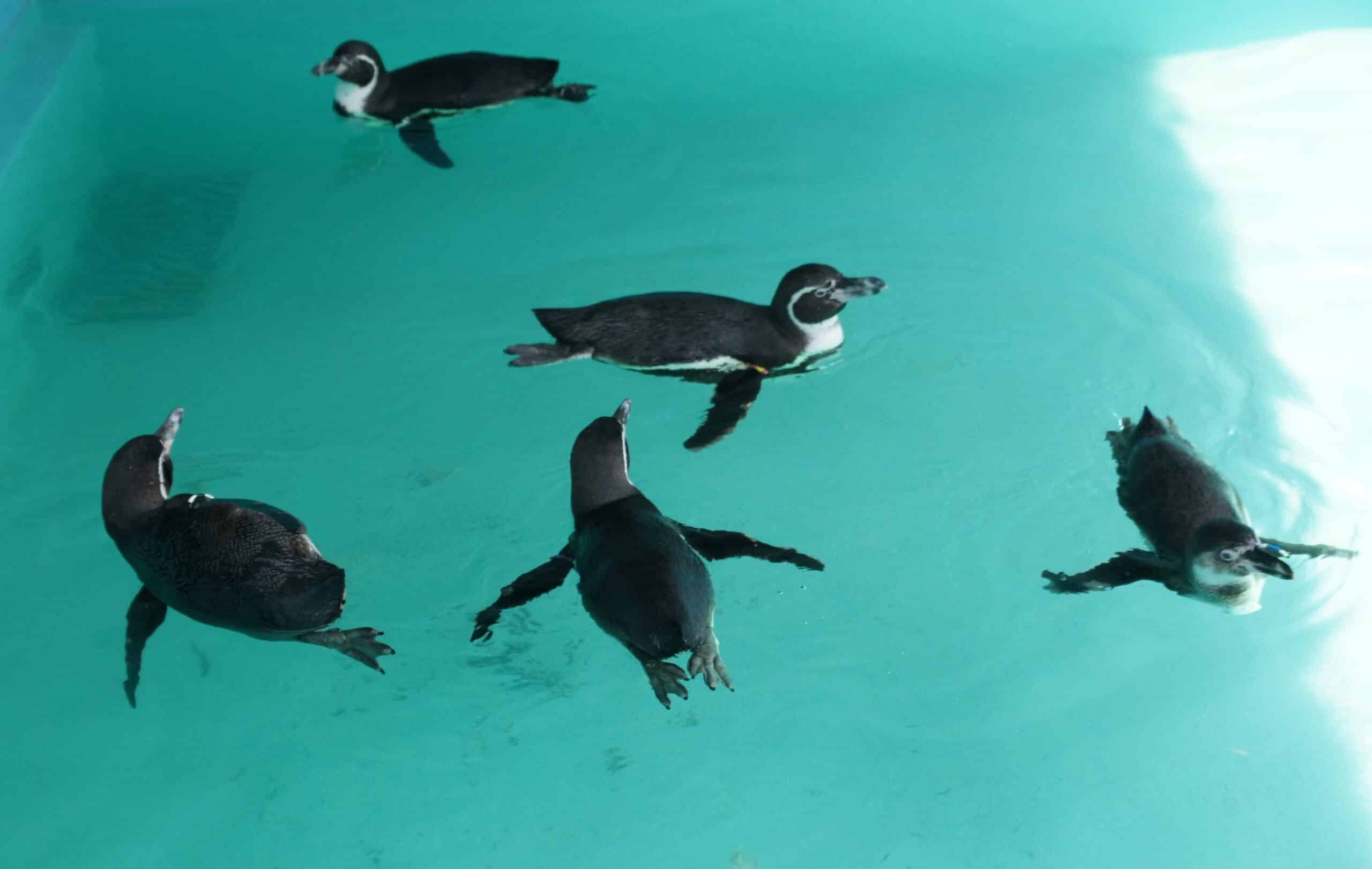 ‘Bonitos y gorditos’: así son los nuevos pingüinos procedentes de Japón