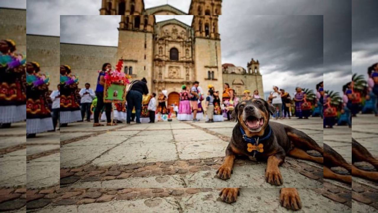 Perrito ‘Mazapán’, el personaje más querido de la Guelaguetza
