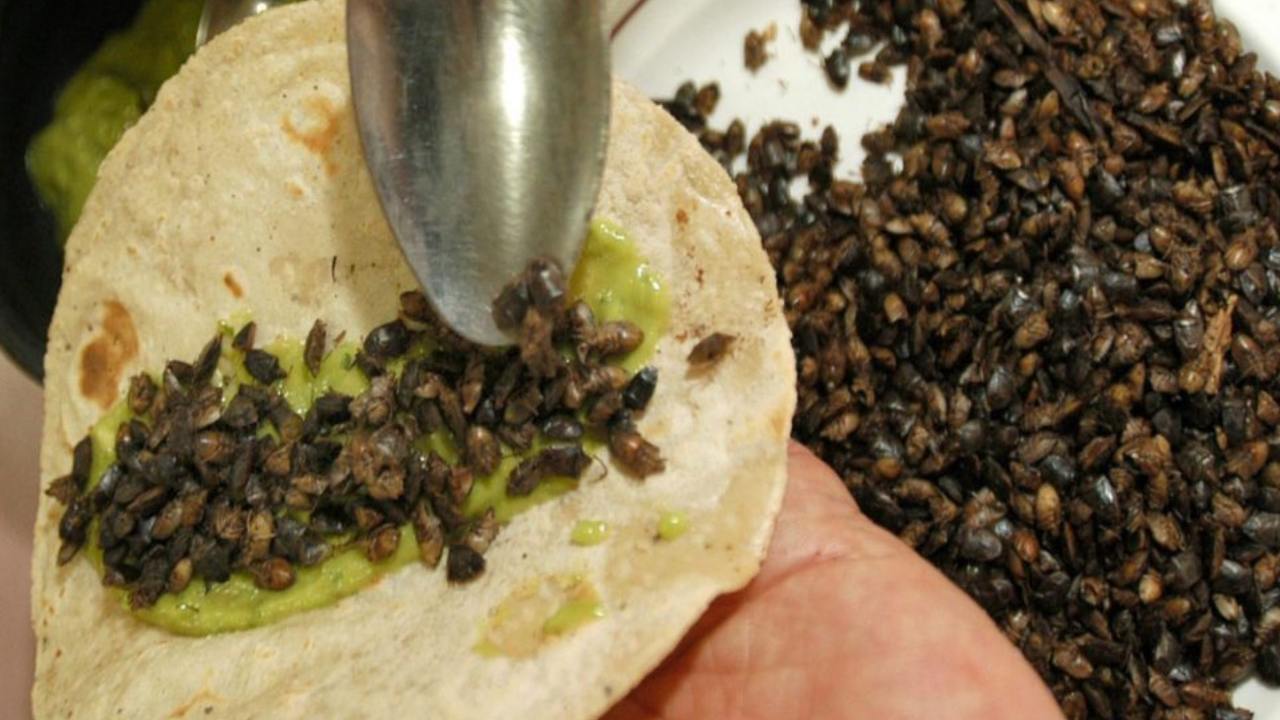 Jumiles, el insecto hecho manjar en Taxco