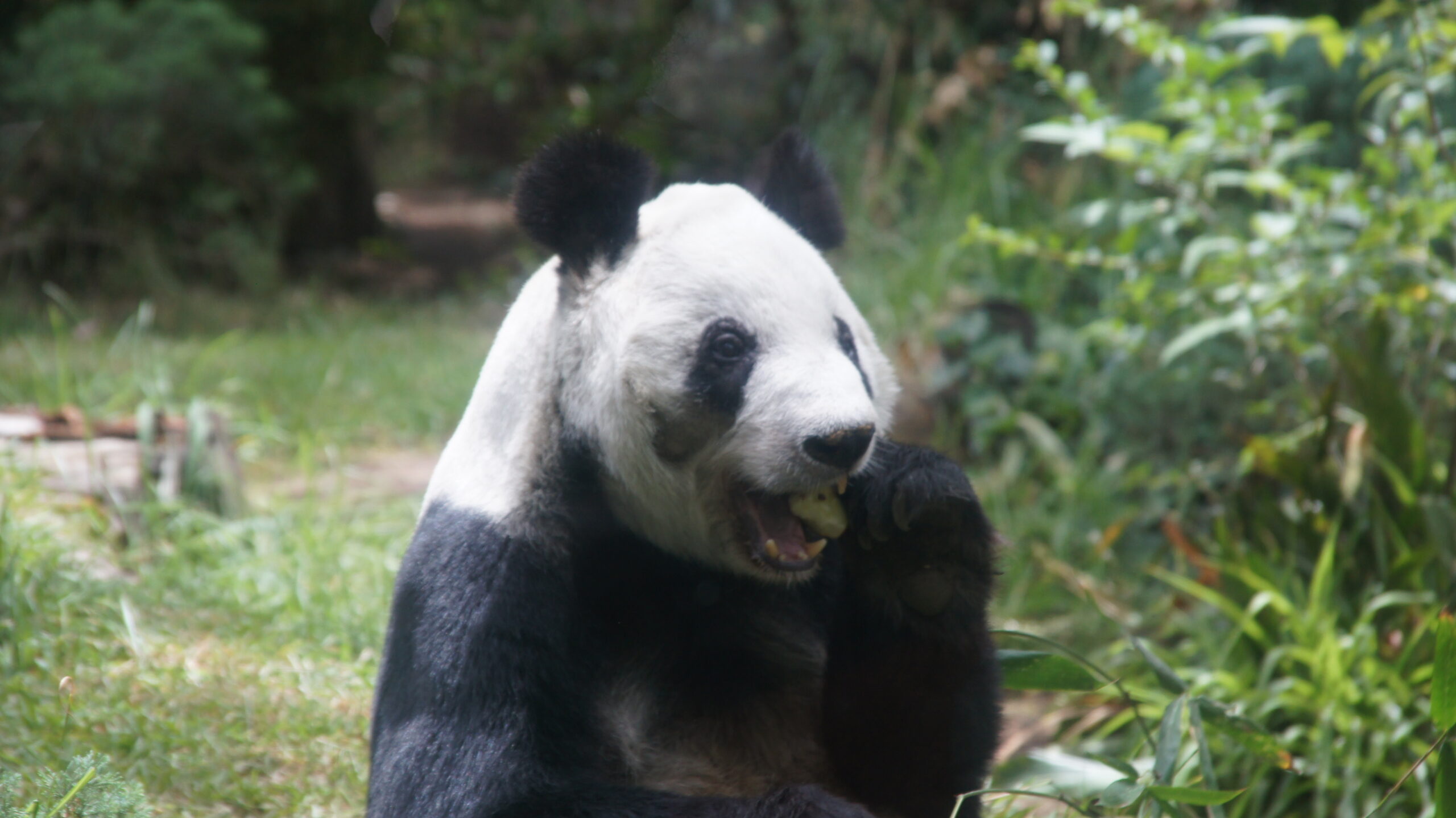 Xin Xin, la panda gigante de Chapultepec, celebra 34 años de vida