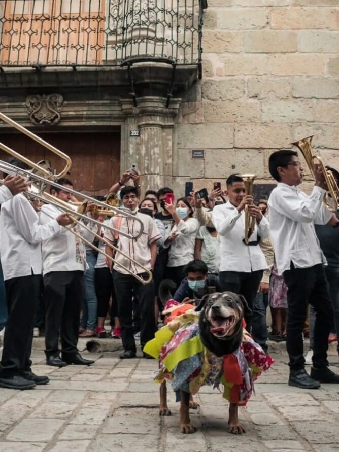 Perrito Mazapán  en el festejo de la Guelaguetza