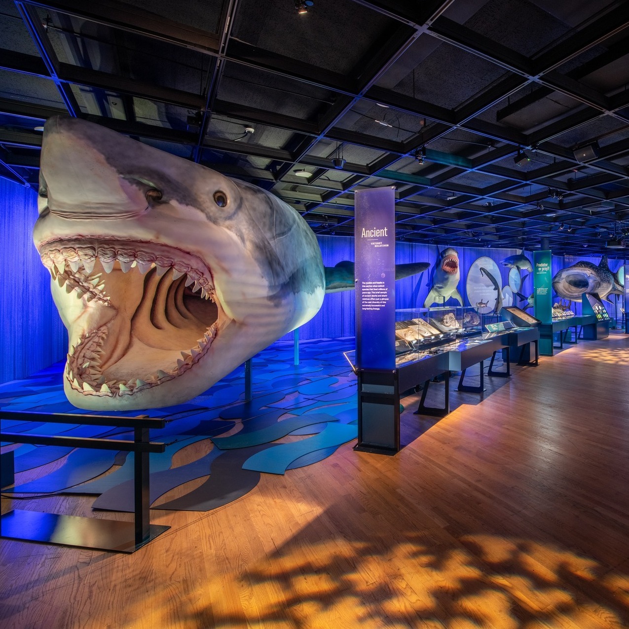¡Asómbrate con el megalodón en esta exposición de tiburones!