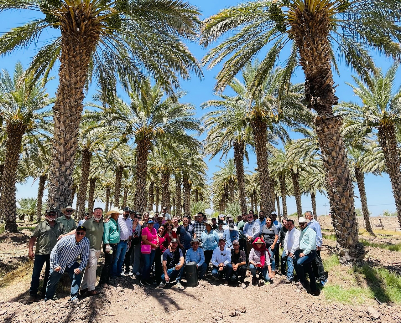 Se parte de la cosecha del dátil y disfruta de un ‘brunch’ en Mexicali