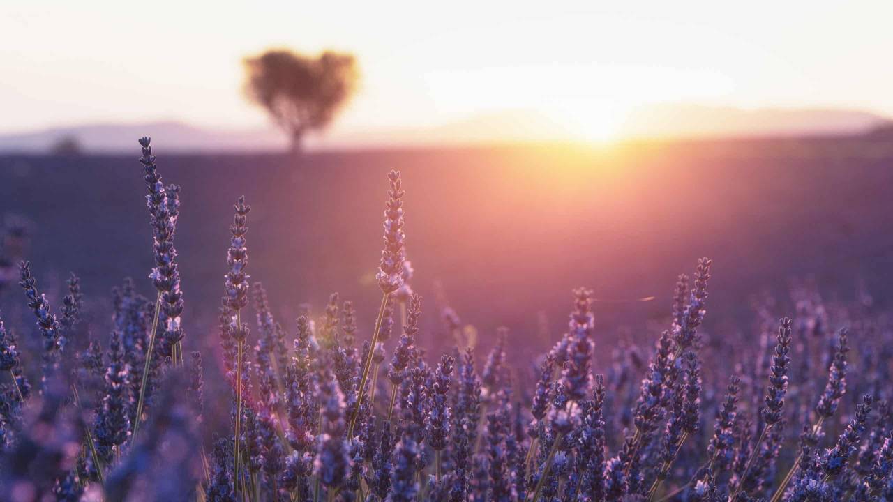 Campos de lavanda en México: aromas que enamoran