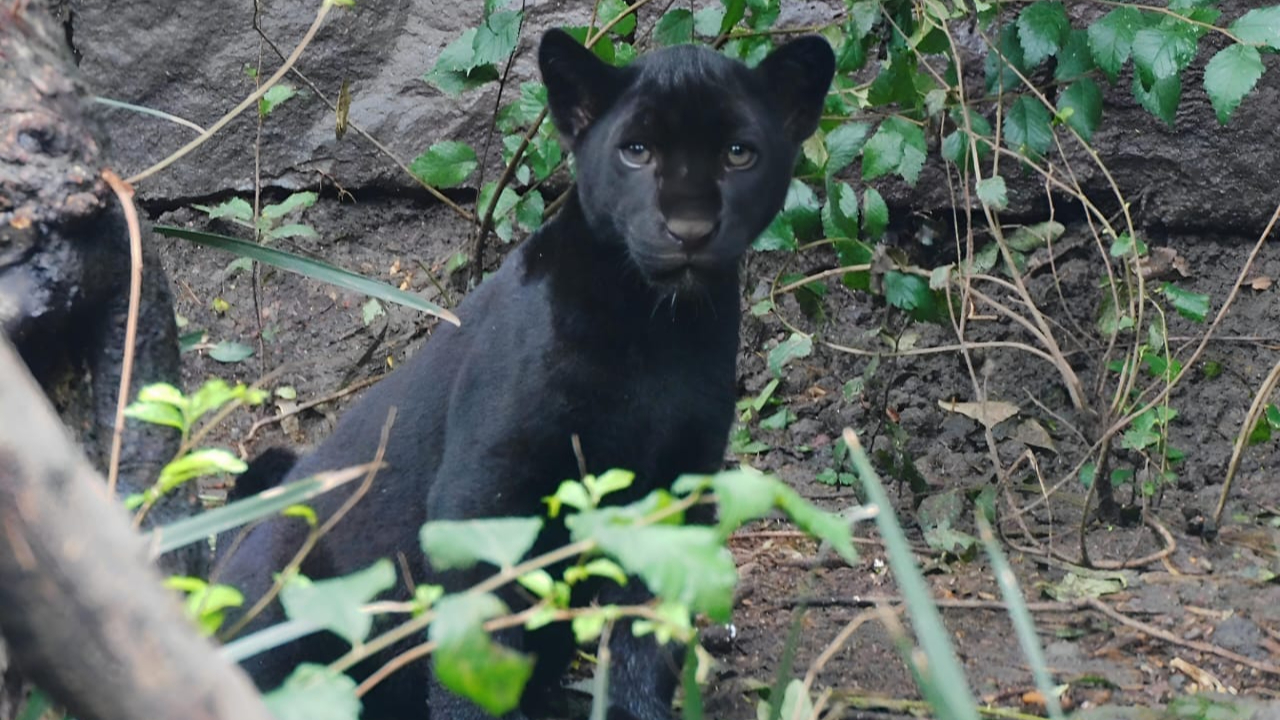 ‘¿On tá bebé’?’ Cachorritos de pumas de Chapultepec ya tienen nombre