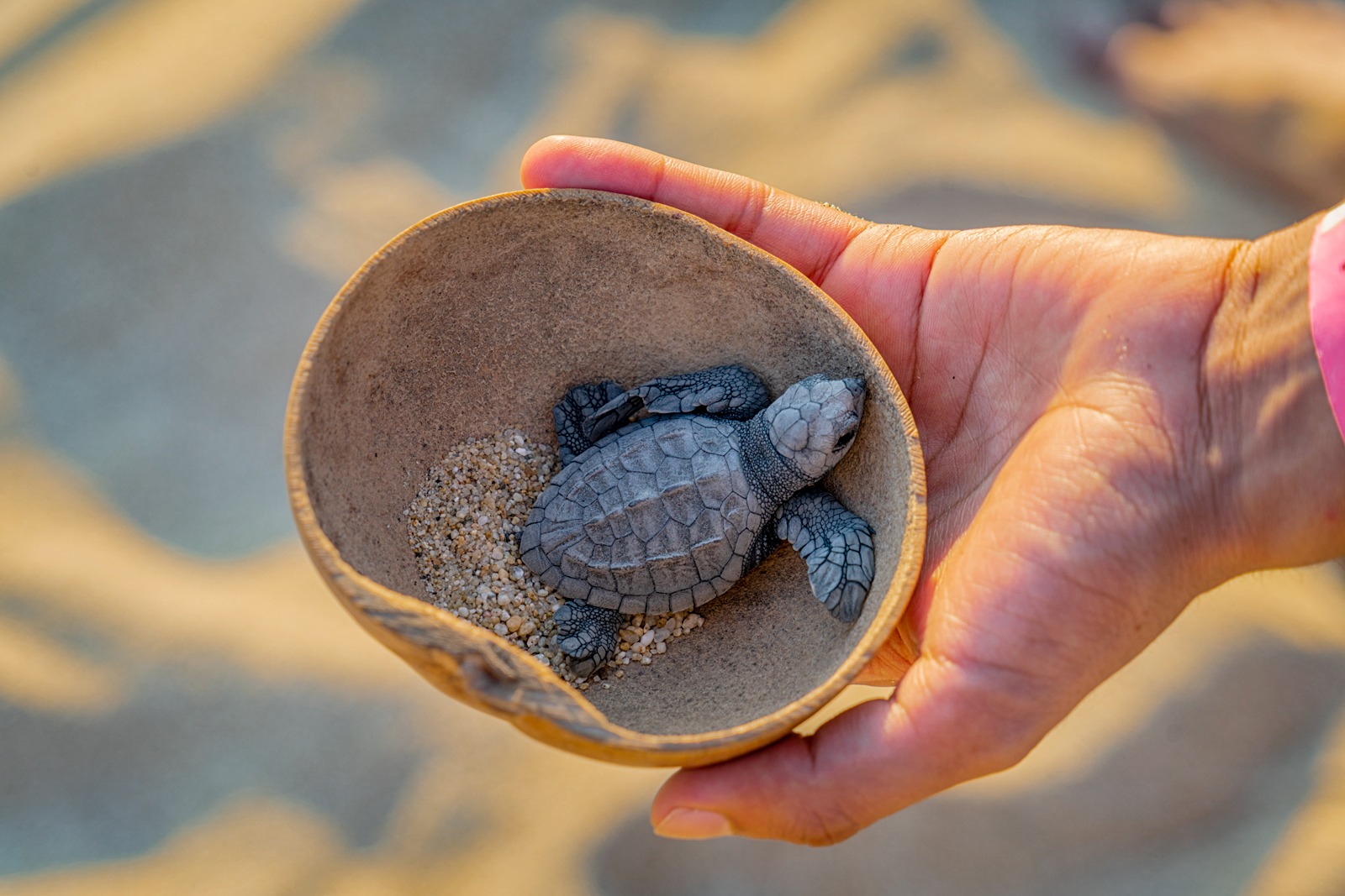 Descubre la magia de la liberación de tortugas en Puerto Vallarta