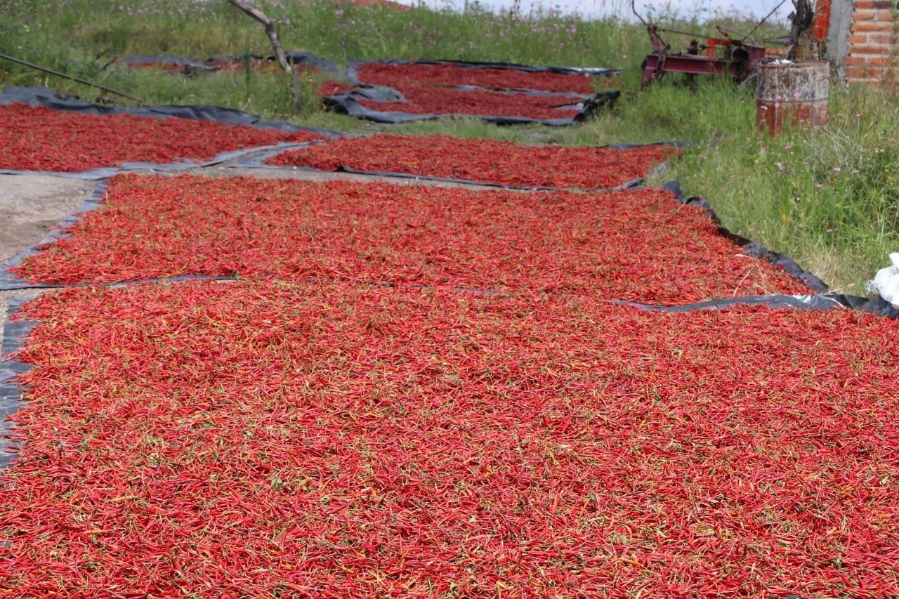 ¿Muy ‘salsa’? ¡Ve a la Fiesta de Todos los Chiles!