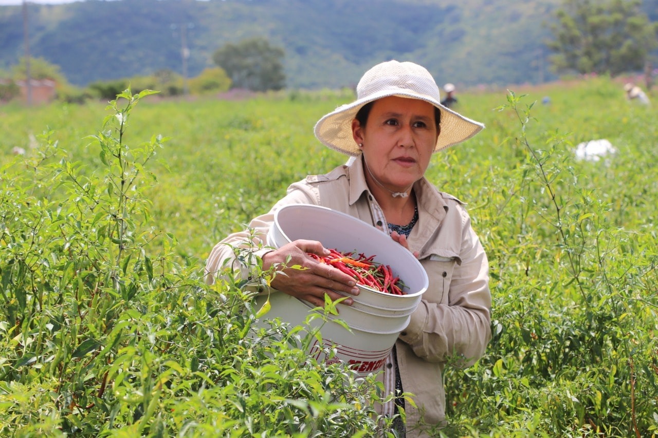 Siembra y cosecha del chile en Jalisco.