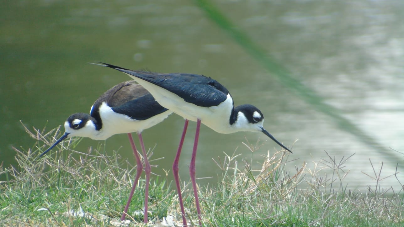 Bosque de San Juan de Aragón tendrá su primer Guía rápida de aves