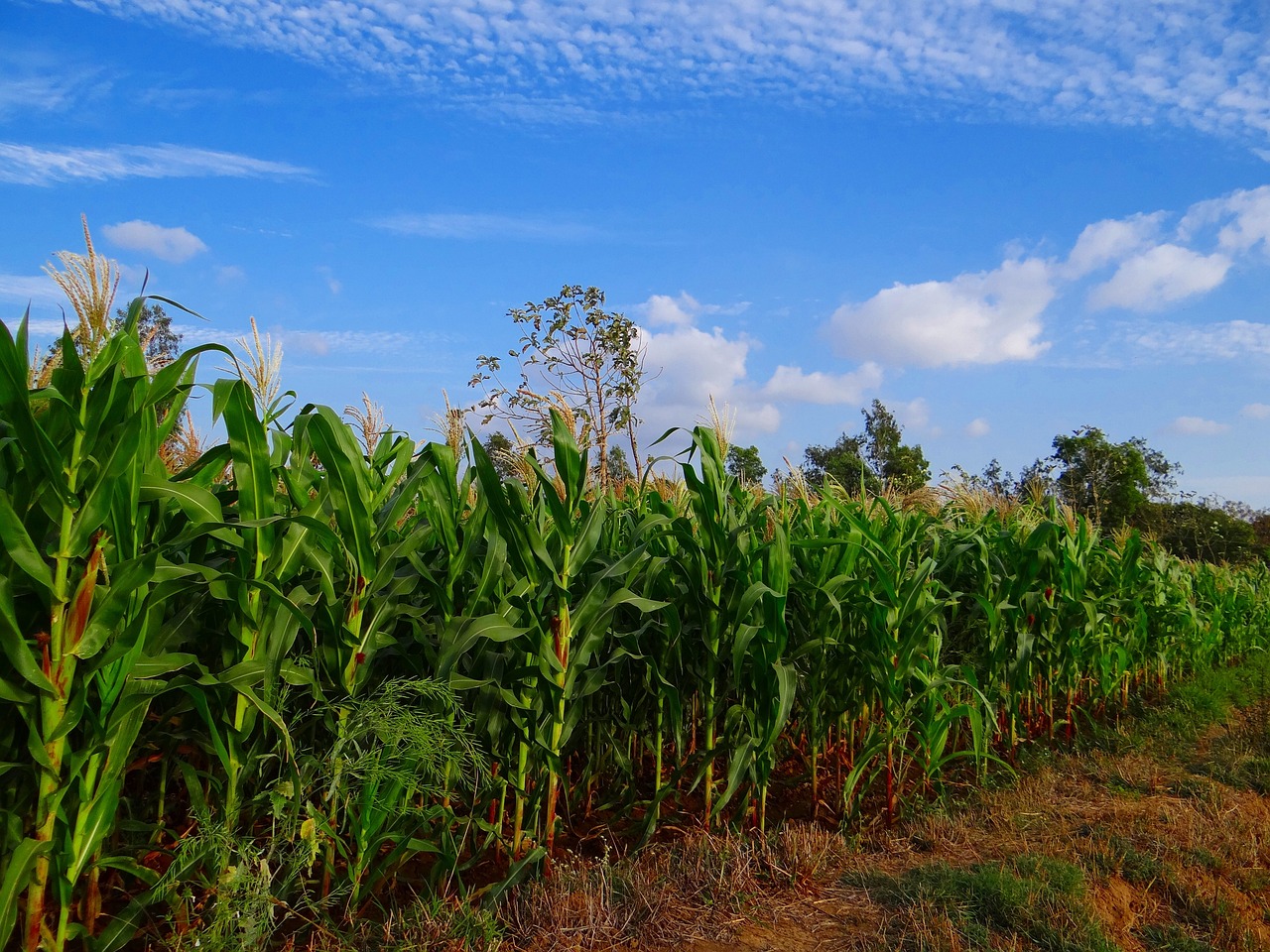 Asados o cocidos: no te pierdas la Feria del Elote en Milpa Alta