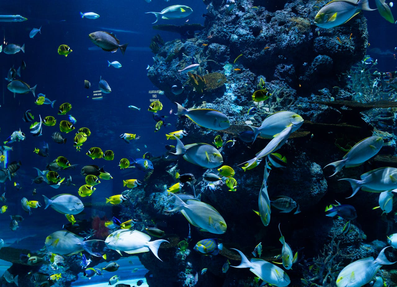 Descubre la vida marina en el Acuario SeaLand de Monterrey