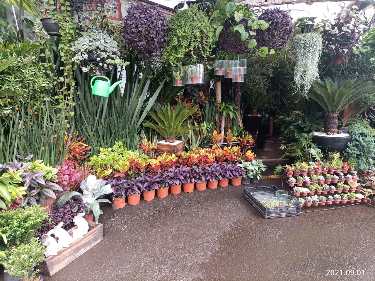 Revitaliza tu hogar en los mercados de flores de Xochimilco