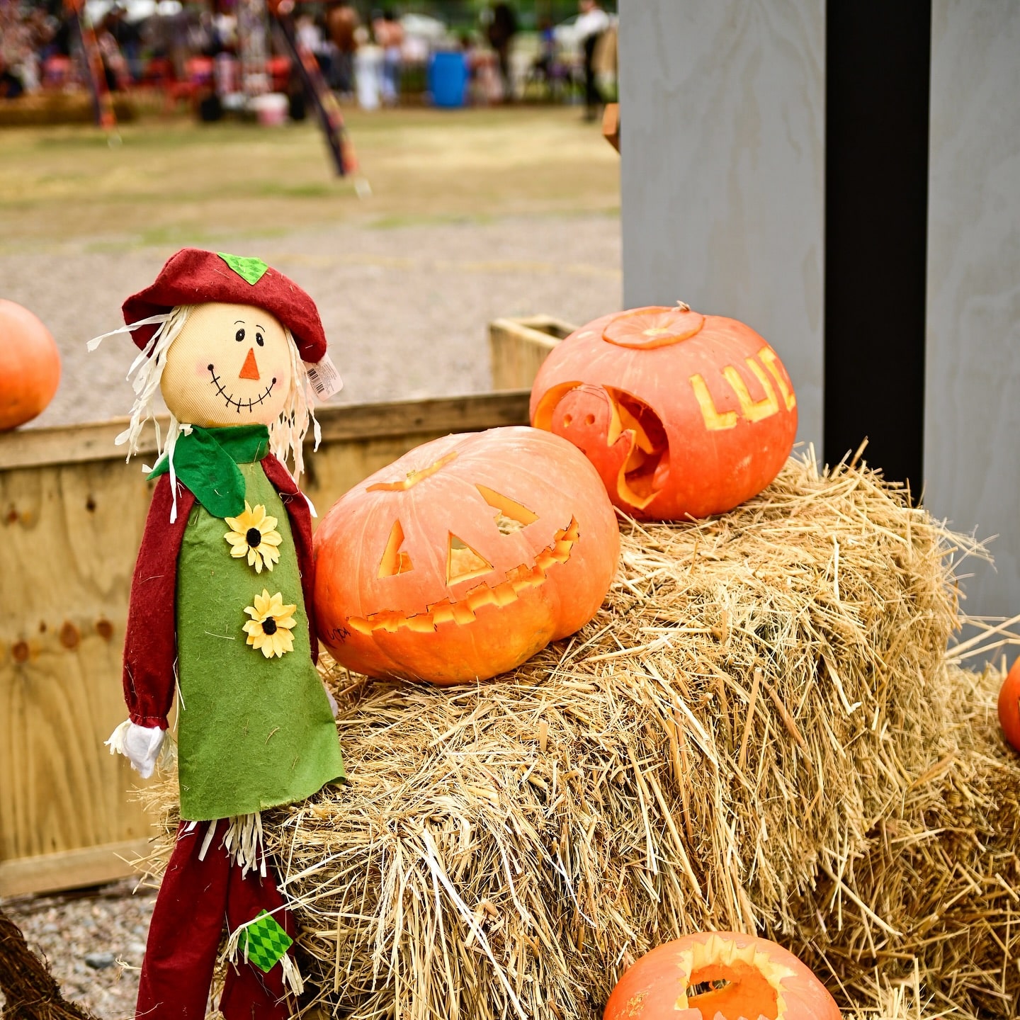 ¡Calabazas invaden el Pumpkin Patch!