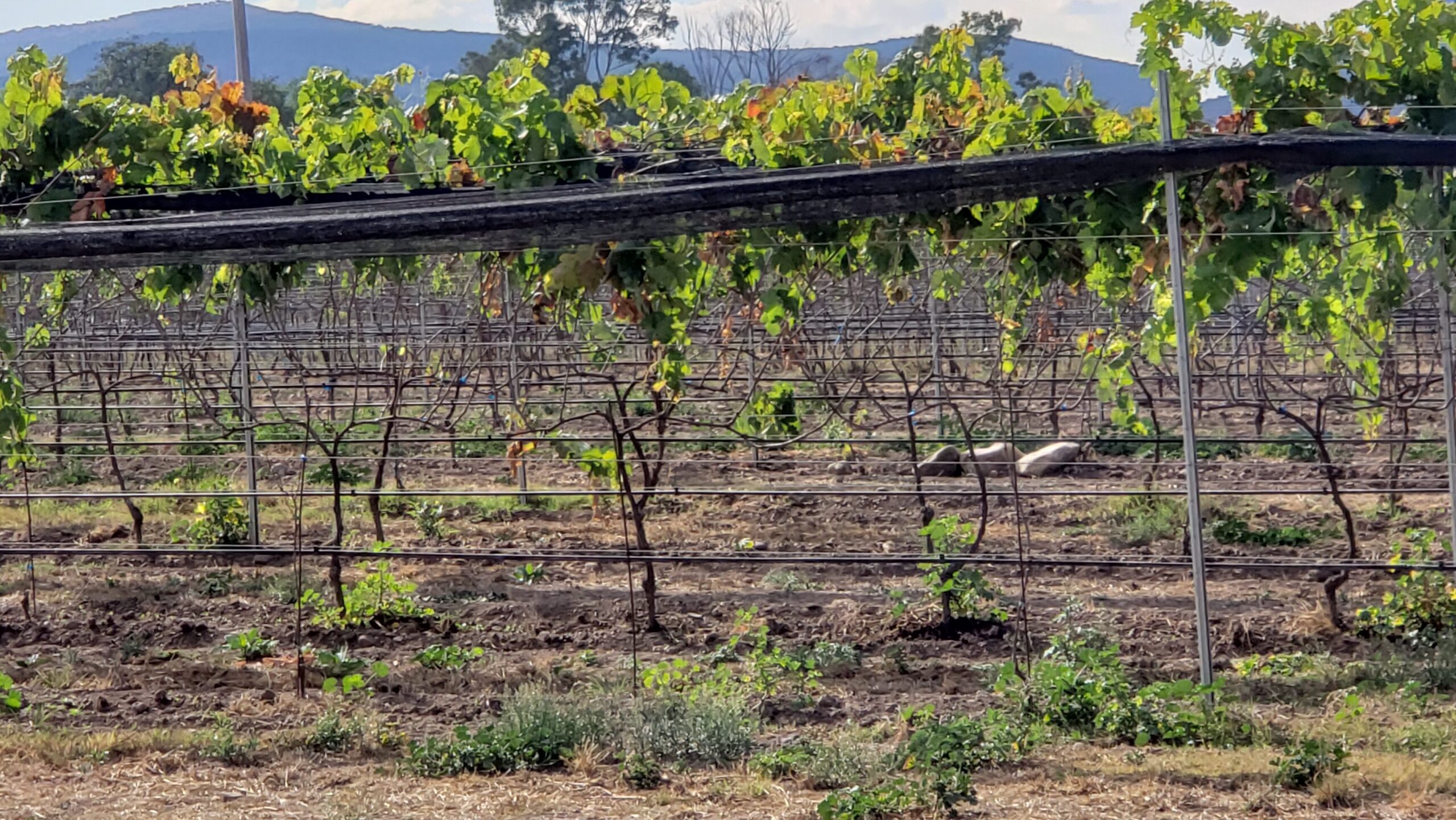 Viticultura Extrema, el reto de hacer buen vino en Querétaro