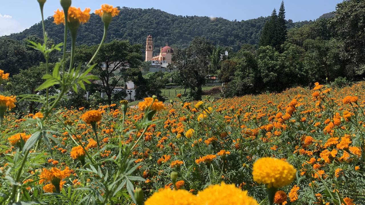 Naolinco te espera en su Festival de la Flor de Cempasúchil